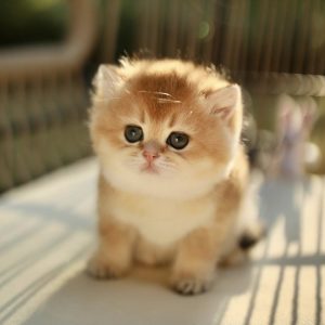 MUNCHKIN